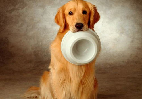 如何训练狗狗好好用餐