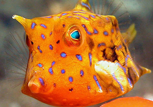 箱鲀鱼科海水鱼饲养方法