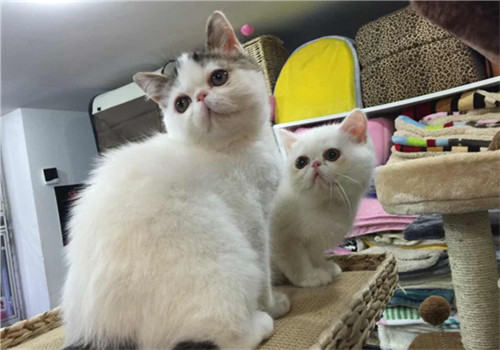 猫患烟酸缺乏症的症状有哪些