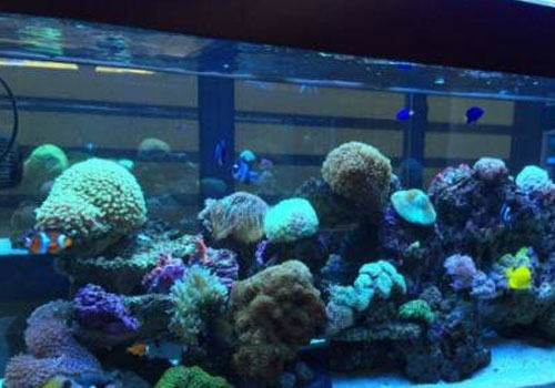 鱼缸冷水机制冷效果不佳的原因