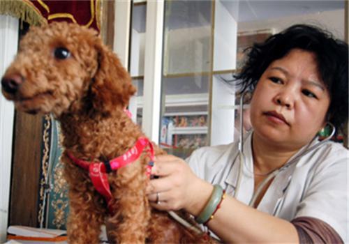 狗狗患了高血压怎么办 狗狗患了高血压怎么办