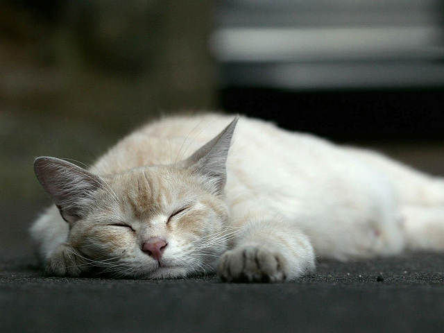 猫瘟可怕但不会传染给人类