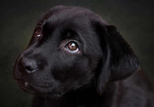 细小病毒潜伏期能测出来吗