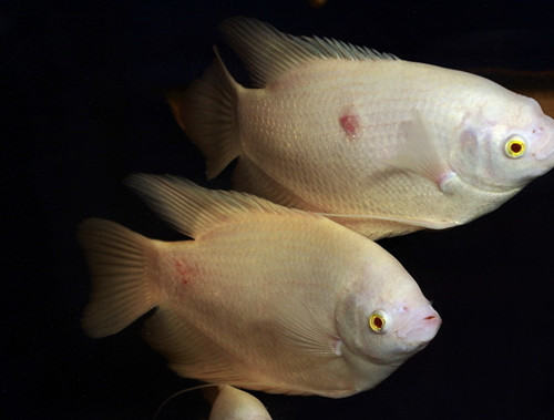水族箱内的蓝藻简介