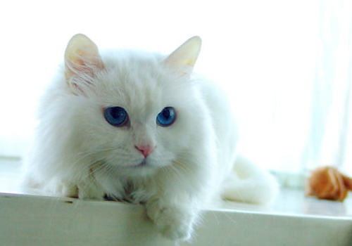 猫钩虫病的症状有哪些