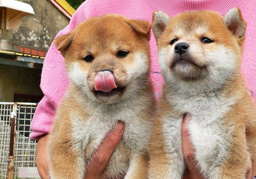 对柴犬一些病症的看护