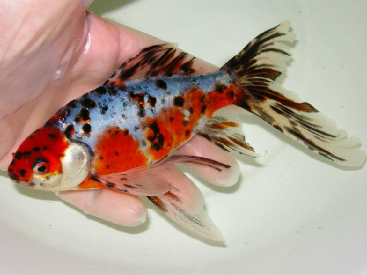 五花长尾草金鱼