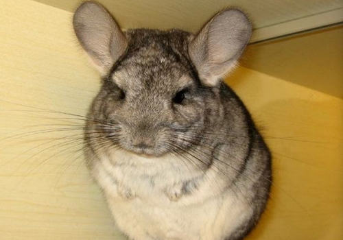 苜蓿养龙猫是否营养就高