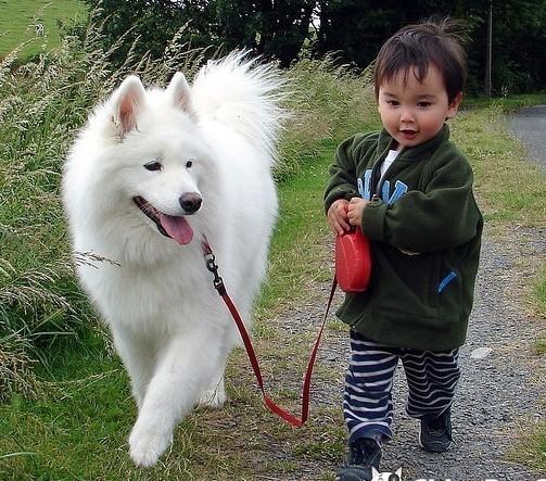 外出散步如何给狗狗系牵引带 外出散步如何给狗狗系牵引带