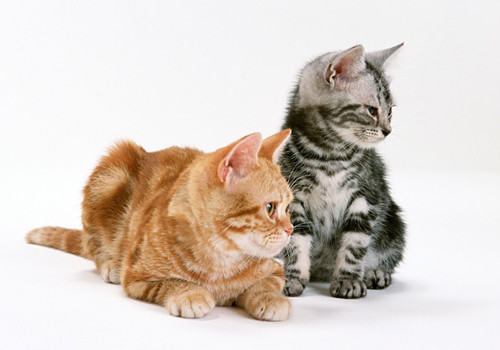 猫咪眼睛受伤的应对措施