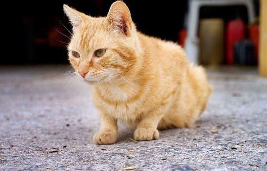 怎样给虎斑猫剪指甲