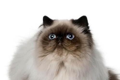 喜马拉雅猫怎么样 喜马拉雅猫好养吗