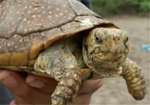 斑点箱龟的喂食要求