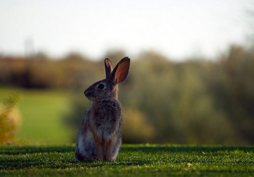 野兔的饲养要点