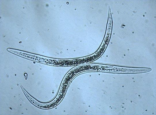 狗狗驱虫多久一次才合适?养狗新手必看 狗狗驱虫多久一次才合适?养狗新手必看