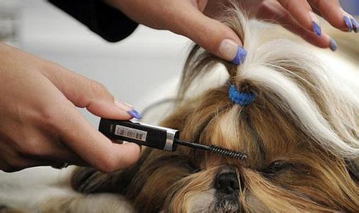 导致狗狗毛发粗糙的几大原因 导致狗狗毛发粗糙的几大原因