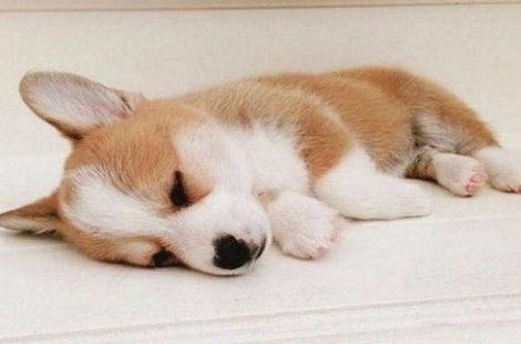 柯基犬可以吃的东西居然有这么多？