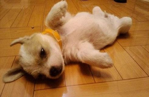 狗狗拉血是什么情况？有什么问题？