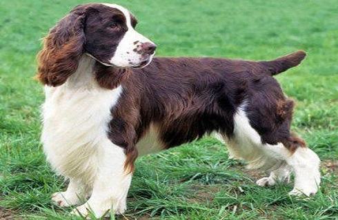 英国跳猎犬多少钱一只？英国跳猎犬价格