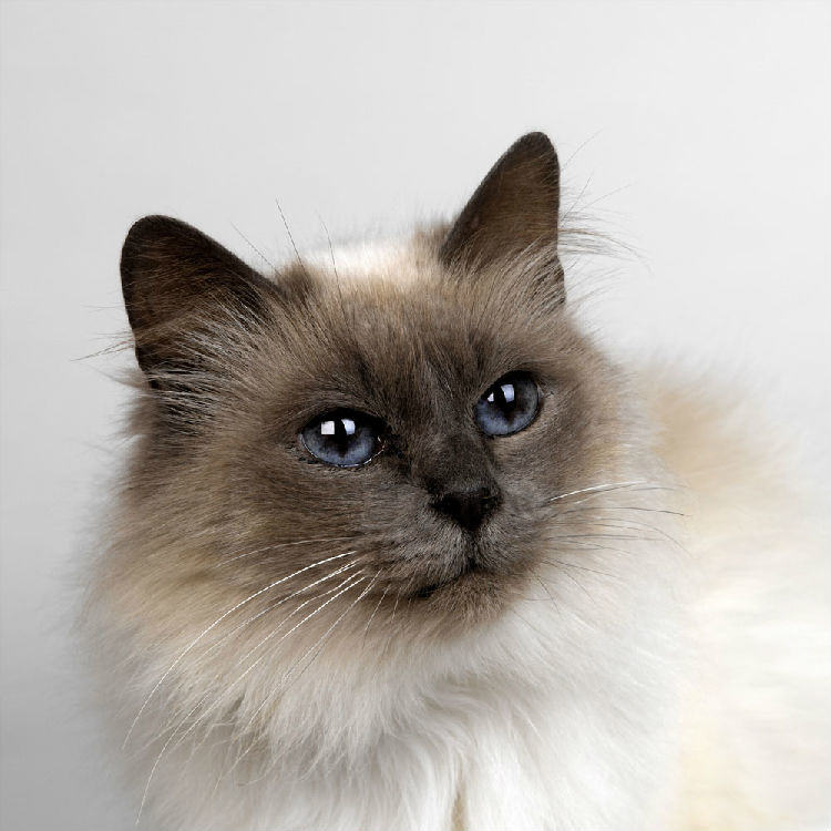 关于水晶猫砂的优点