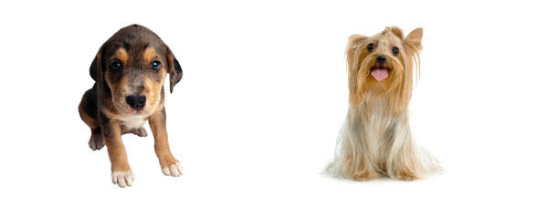 选择最适合自己的宠物犬 选择最适合自己的宠物犬