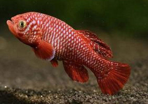 鳉鱼常见品种介绍