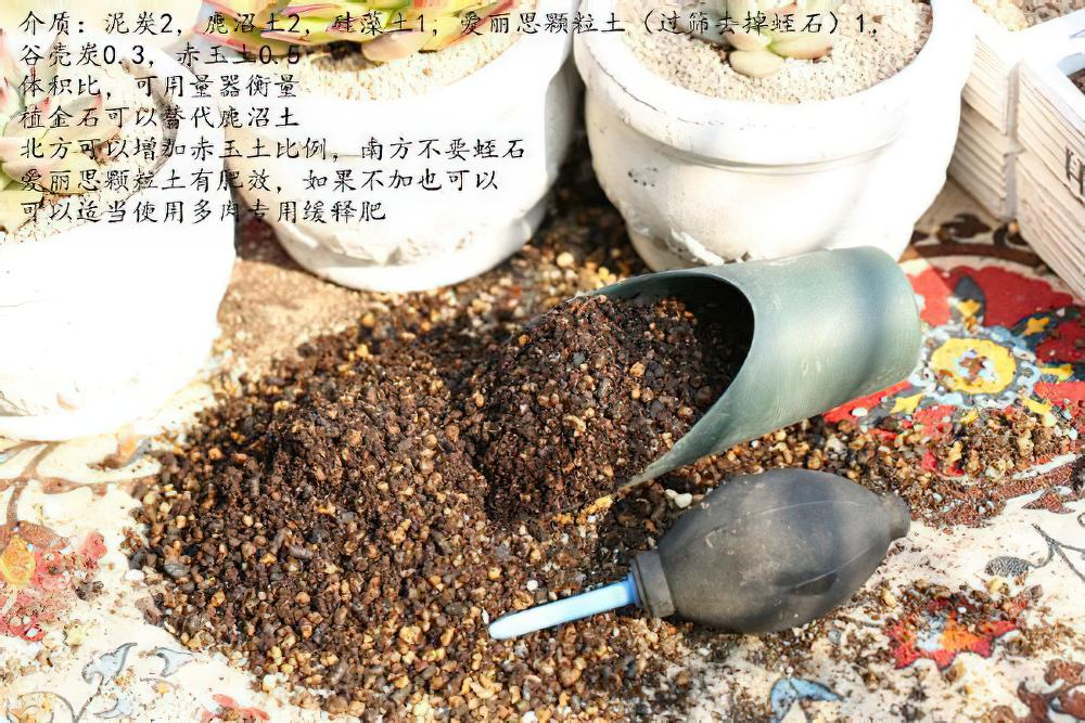 多肉生长太快？花盆开始变小？那就赶紧给这些多肉植物换盆吧！