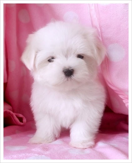 马尔济斯犬饲养管理基础