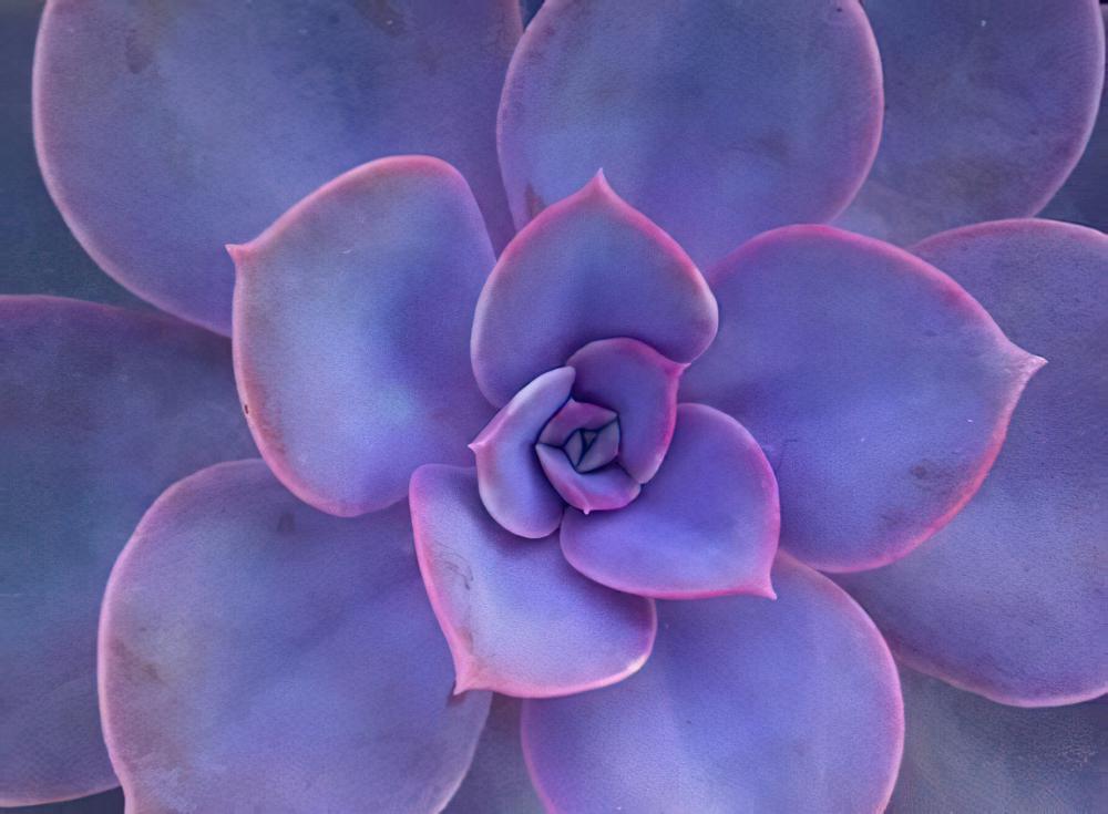 紫珍珠 Echeveria ‘Perle von Nürnberg’