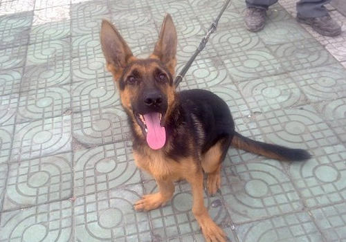 狗狗趴蹄怎么办