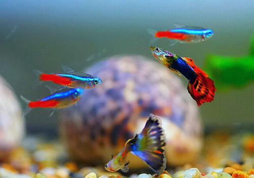 水质因细菌恶化后的治疗对策 水质因细菌恶化后的治疗对策