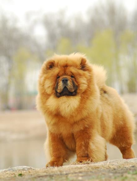关于松狮犬的日常护理办法