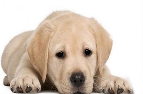 怎么训练拉布拉多接东西？