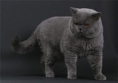 猫咪肠套叠的诊断方法