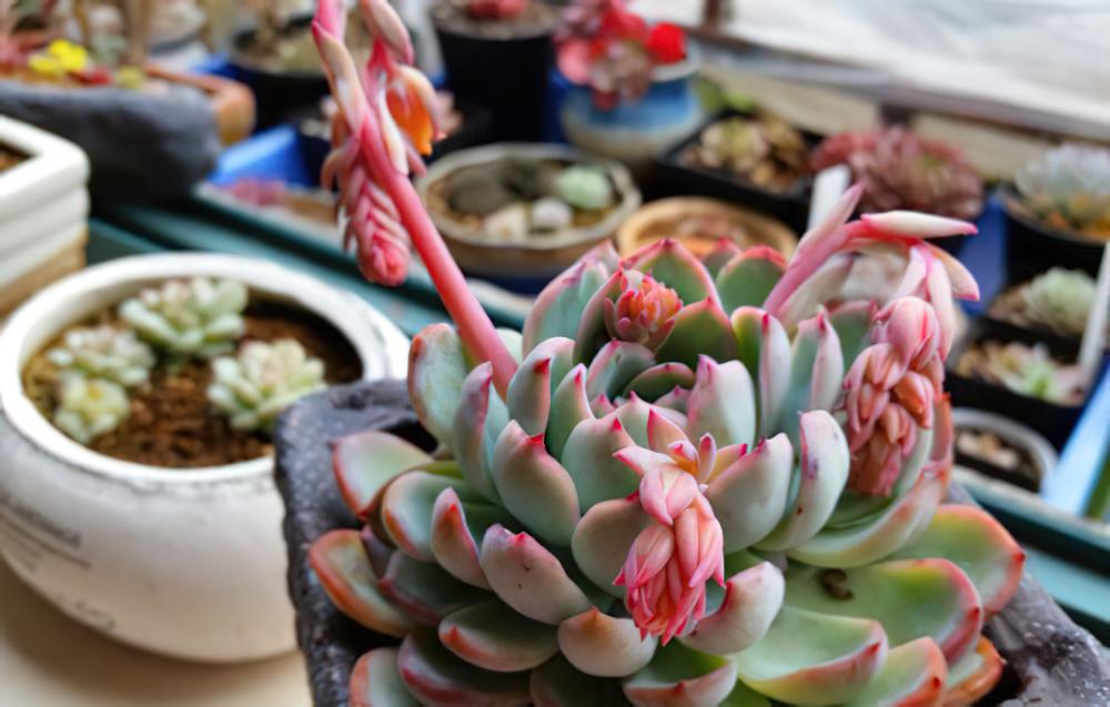 花插：多肉植物花箭繁殖法，成功率也是不低的哦！