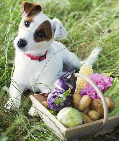 饲喂老龄犬的10条建议