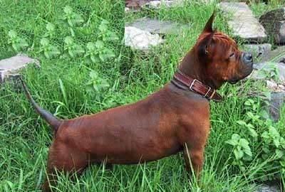 川东猎犬适合家养吗？川东猎犬的缺点有哪些？