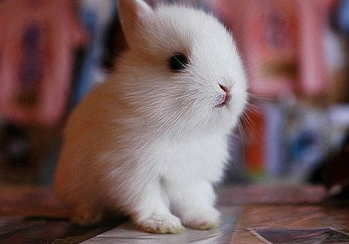 兔子窝怎么摆放比较合适 兔子窝怎么摆放比较合适