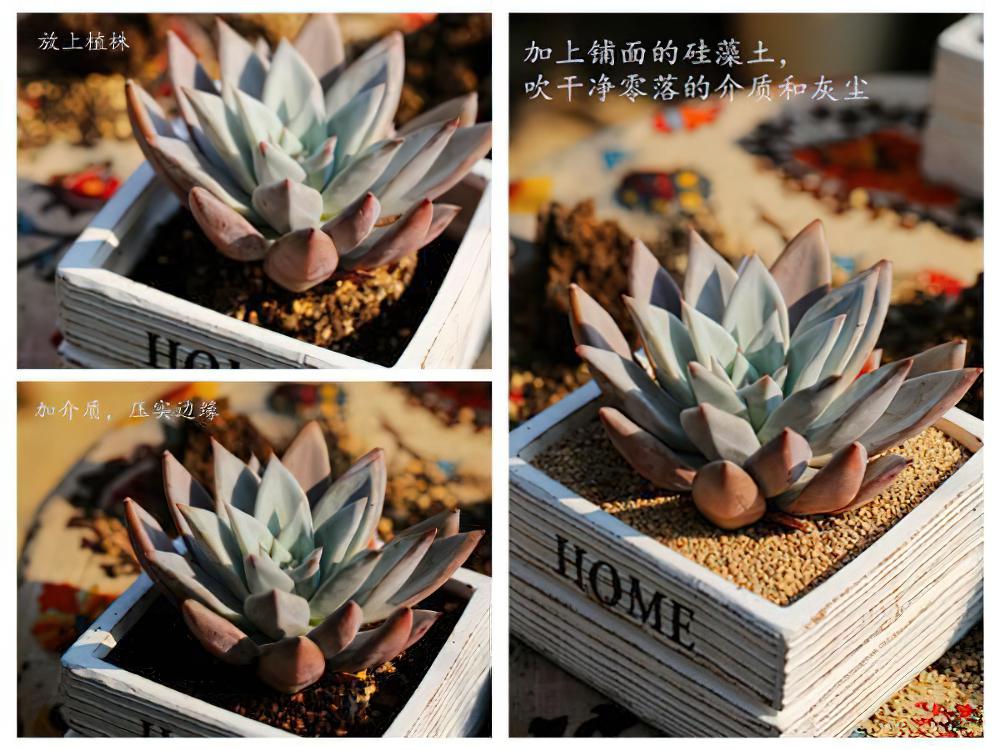 多肉生长太快？花盆开始变小？那就赶紧给这些多肉植物换盆吧！