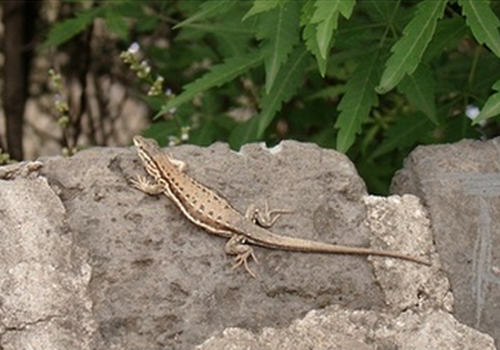 如何饲养麻蜥蜴