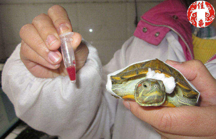 宠物龟医院护理方法