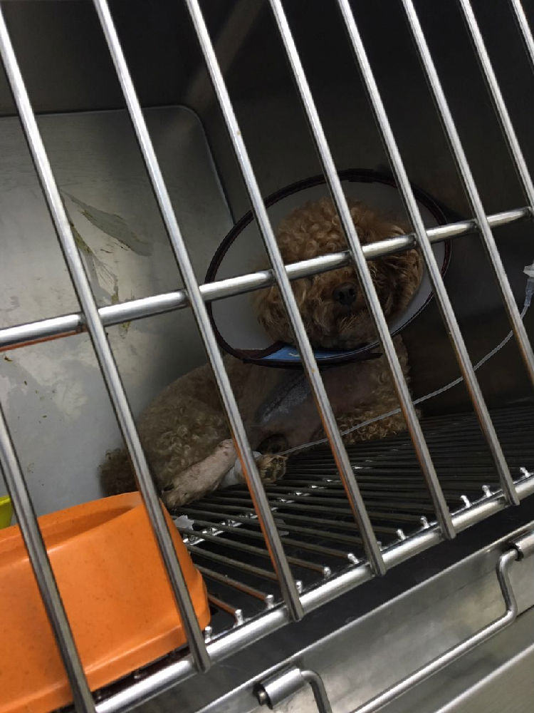 贵宾犬股骨头坏死的治疗经验