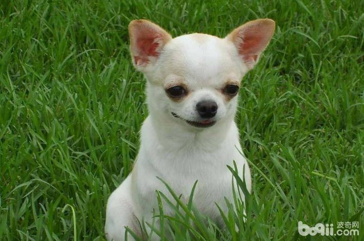 适合公寓饲养的小型犬有哪些?小型犬推荐 适合公寓饲养的小型犬有哪些?小型犬推荐