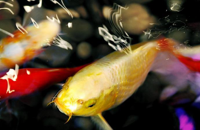 认识鱼的竖鳞病及其防治