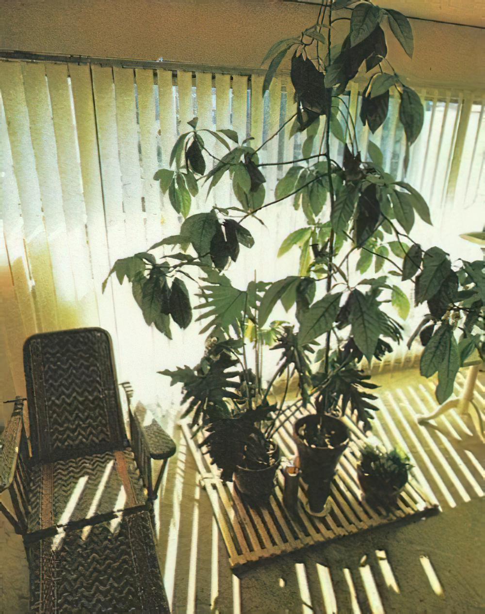 老外生活跟我们就是不一样，连家中养的植物都大相径庭
