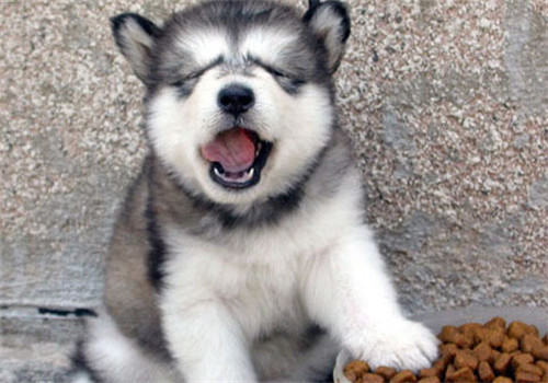 狗狗偏食怎么办