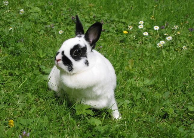 兔兔的美容知识