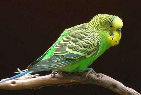 虎皮鹦鹉吃什么？