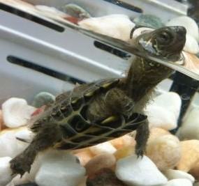 水龟类宠物龟正常蜕皮与几种常见皮肤病的鉴别诊断 水龟类宠物龟正常蜕皮与几种常见皮肤病的鉴别诊断