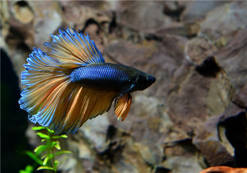 斗鱼幼鱼的饲养要点